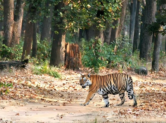 बेतला राष्ट्रीय उद्यान जैव विविधता का खजाना है, जिसमें उष्णकटिबंधीय वन, घास के मैदान और आर्द्रभूमि सहित कई प्रकार के आवास हैं। इसके घने जंगल वनस्पतियों और जीवों की भरमार का घर हैं, जिनमें भारतीय हाथी, बंगाल टाइगर और सुस्त भालू जैसी प्रतिष्ठित प्रजातियाँ शामिल हैं।